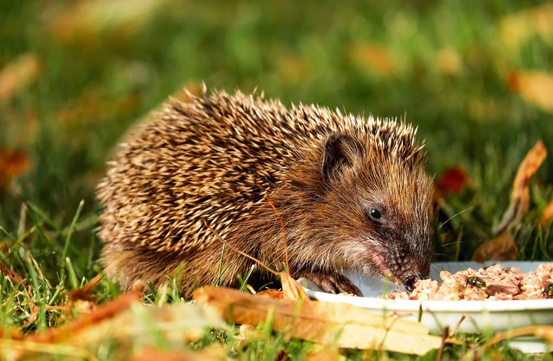 Eating Meditation
